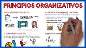 organizacion de una empresa